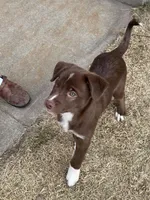 Scooter, a male Australian Kelpie and Miniature Australian Shepherd for sale in Imperial, NE – Photo 1 of 2