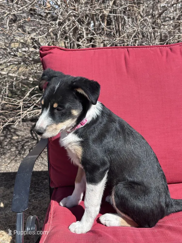 Sassy – Australian Kelpie, Miniature Australian Shepherd puppy for sale in Imperial, NE