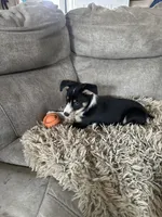 Sassy, a female Australian Kelpie and Miniature Australian Shepherd for sale in Imperial, NE – Photo 2 of 2