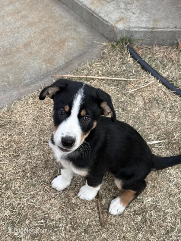 Sassy, a female Australian Kelpie and Miniature Australian Shepherd for sale in Imperial, NE – Photo 1 of 2