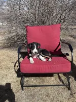 Pablo, a female Australian Kelpie and Miniature Australian Shepherd for sale in Imperial, NE – Photo 3 of 3