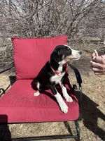 Pablo, a female Australian Kelpie and Miniature Australian Shepherd for sale in Imperial, NE – Photo 2 of 3