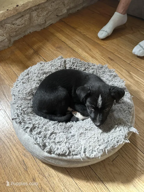 Spot, a male Australian Kelpie and Miniature Australian Shepherd for sale in Imperial, NE – Photo 1 of 2