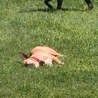 Asia , a female Jack Russell Terrier and Australian Cattle Dog for sale in Hilton, NY – 5 of 7