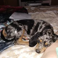 Treasure , a female Catahoula Leopard Dog and English Setter for sale in Hilton, NY – 3 of 10