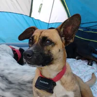 Asia , a female Jack Russell Terrier and Australian Cattle Dog for sale in Hilton, NY – 1 of 7