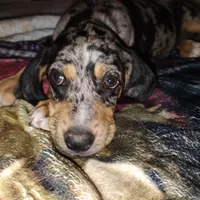 Treasure , a female Catahoula Leopard Dog and English Setter for sale in Hilton, NY – 1 of 10