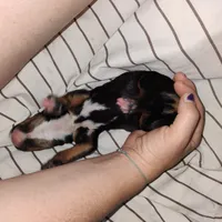 Handsome, a male Catahoula Leopard Dog and English Setter for sale in Hilton, NY – 4 of 5