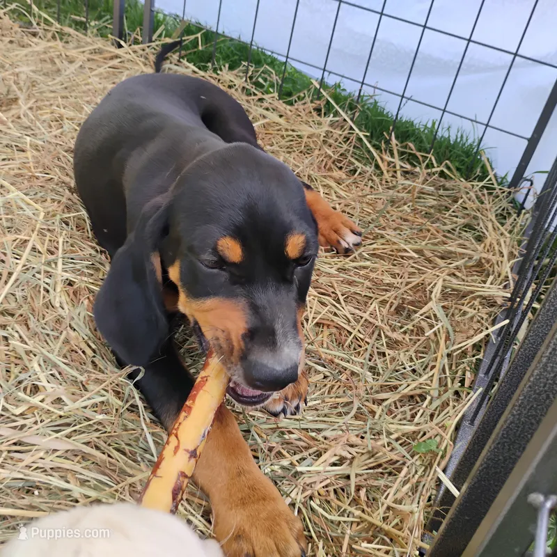 Handsome – Catahoula Leopard Dog, English Setter puppy for sale in Hilton, NY