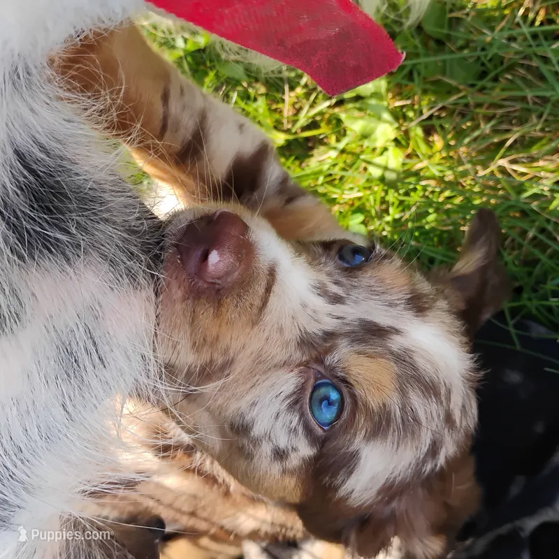 Sarah  – Catahoula Leopard Dog, English Setter puppy for sale in Hilton, NY
