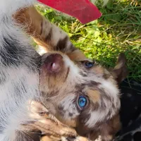 Sarah , a female Catahoula Leopard Dog and English Setter for sale in Hilton, NY – 1 of 4