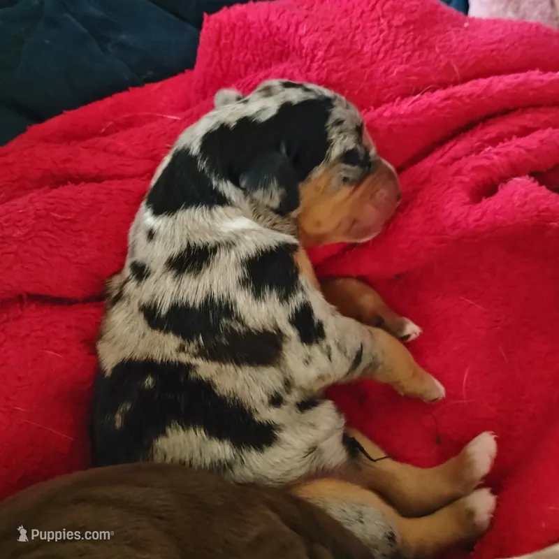 Treasure  – Catahoula Leopard Dog, English Setter puppy for sale in Hilton, NY