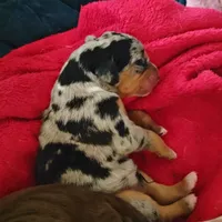 Treasure , a female Catahoula Leopard Dog and English Setter for sale in Hilton, NY – 1 of 5