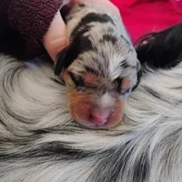 Treasure , a female Catahoula Leopard Dog and English Setter for sale in Hilton, NY – 4 of 5