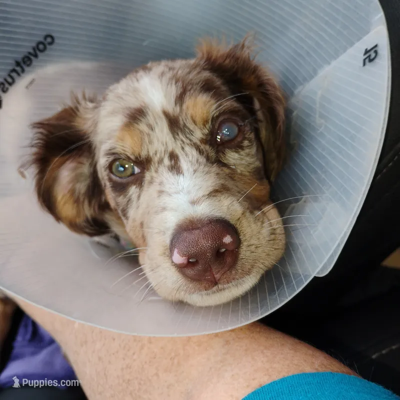 Sarah  – Catahoula Leopard Dog, English Setter puppy on hold in Hilton, NY