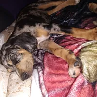 Treasure , a female Catahoula Leopard Dog and English Setter for sale in Hilton, NY – 4 of 10