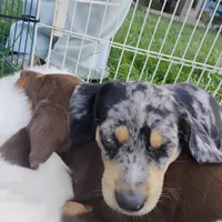 Treasure , a female Catahoula Leopard Dog and English Setter for sale in Hilton, NY – 3 of 5