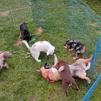 Asia , a female Jack Russell Terrier and Australian Cattle Dog for sale in Hilton, NY – 2 of 7