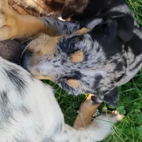 Treasure , a female Catahoula Leopard Dog and English Setter for sale in Hilton, NY – 2 of 5