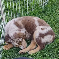 Sarah , a female Catahoula Leopard Dog and English Setter for sale in Hilton, NY – 4 of 4
