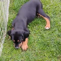 Handsome, a male Catahoula Leopard Dog and English Setter for sale in Hilton, NY – 3 of 5