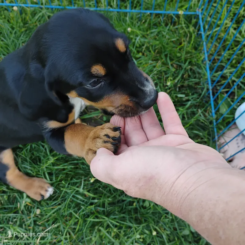 Handsome – Catahoula Leopard Dog, English Setter puppy for sale in Hilton, NY