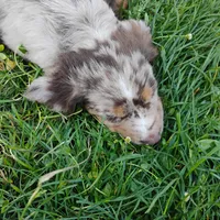 Sarah , a female Catahoula Leopard Dog and English Setter for sale in Hilton, NY – 3 of 4