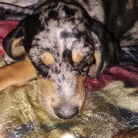 Treasure , a female Catahoula Leopard Dog and English Setter for sale in Hilton, NY – 2 of 10