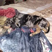 Treasure , a female Catahoula Leopard Dog and English Setter for sale in Hilton, NY – 6 of 10