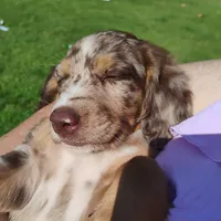 Sarah , a female Catahoula Leopard Dog and English Setter for sale in Hilton, NY – 2 of 4