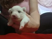 Mello, a female German Spitz and Pomeranian for sale in Bad Axe, MI – 2 of 2