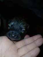 Rosey , a female German Spitz and Pomeranian for sale in Bad Axe, MI – 2 of 5