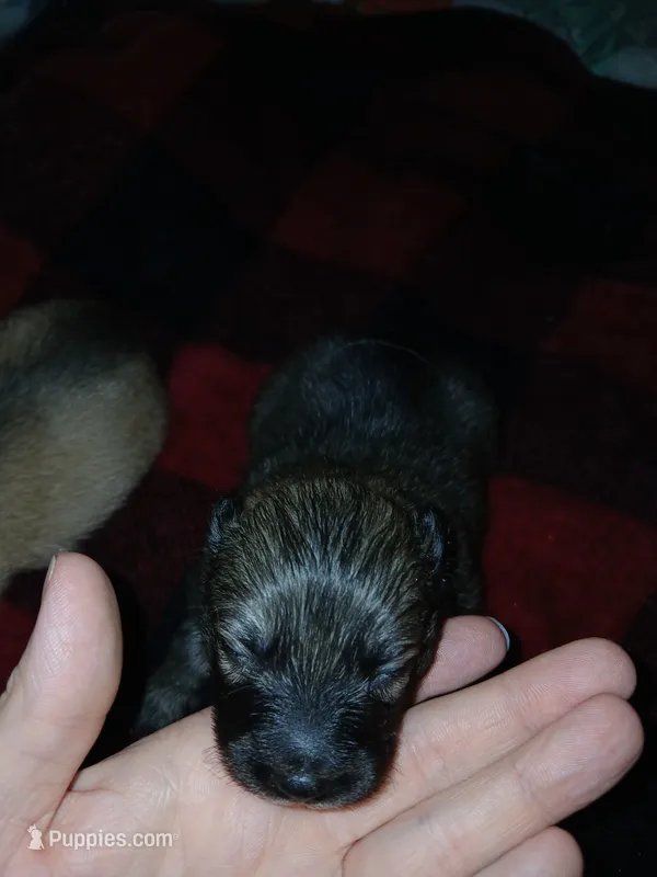 Rosey  – German Spitz, Pomeranian puppy for sale in Bad Axe, MI