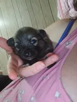 Rosey , a female German Spitz and Pomeranian for sale in Bad Axe, MI – 4 of 5