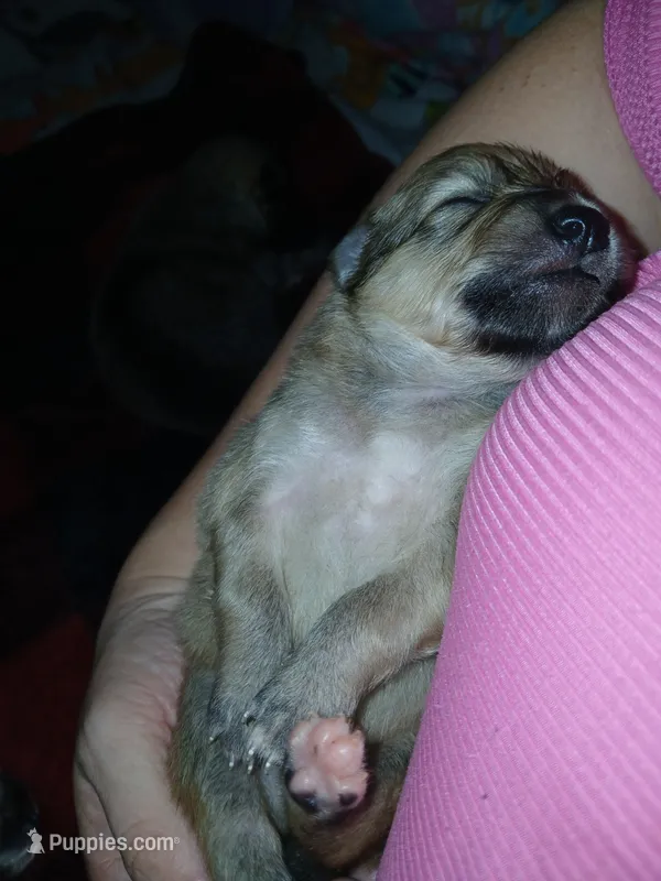 Jr – German Spitz puppy for sale in Bad Axe, MI