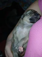 Jr, a male German Spitz for sale in Bad Axe, MI – 1 of 4