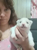 Mello, a female German Spitz and Pomeranian for sale in Bad Axe, MI – 1 of 2
