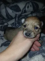 Jr, a male German Spitz for sale in Bad Axe, MI – 3 of 4