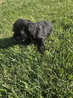 Kye, a male Sprocker Spaniel for sale in Artois, CA – 2 of 3