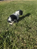 Theo, a male Sprocker Spaniel for sale in Artois, CA – 4 of 4