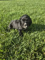 Bo, a male Sprocker Spaniel for sale in Artois, CA – 4 of 4