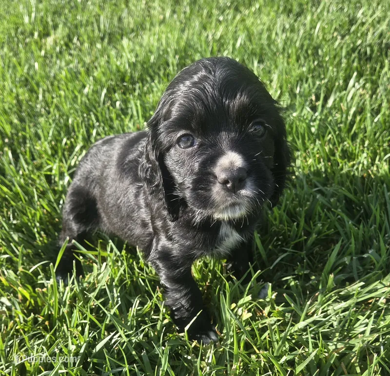 Bo – Sprocker Spaniel puppy for sale in Artois, CA