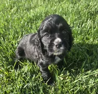 Bo, a male Sprocker Spaniel for sale in Artois, CA – 1 of 4