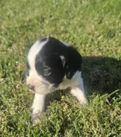 Theo, a male Sprocker Spaniel for sale in Artois, CA – 2 of 4
