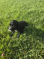Bo, a male Sprocker Spaniel for sale in Artois, CA – 2 of 4
