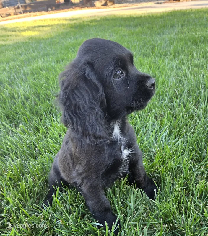Kye – Sprocker Spaniel puppy for sale in Artois, CA
