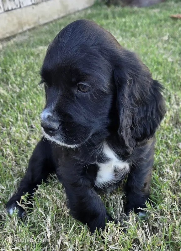 Bo – Sprocker Spaniel puppy for sale in Artois, CA