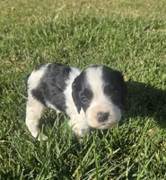 Kavik, a male English Springer Spaniel and Cocker Spaniel for sale in Artois, CA – 4 of 4