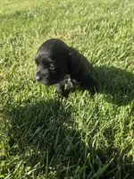 Kye, a male Sprocker Spaniel for sale in Artois, CA – 3 of 3