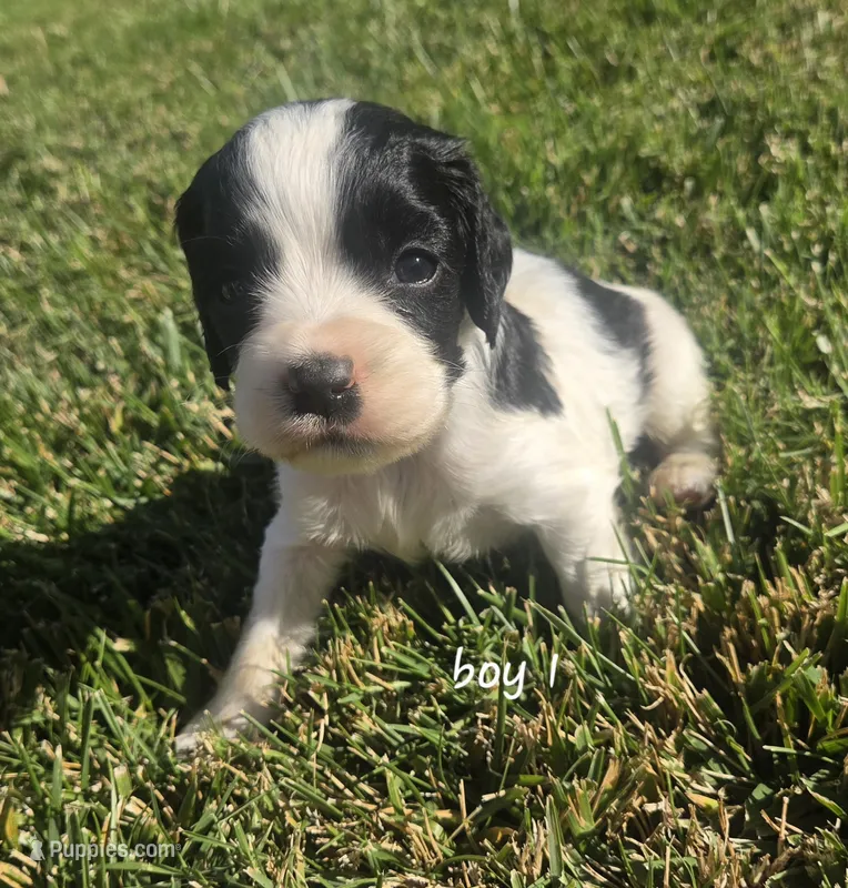Kavik – English Springer Spaniel, Cocker Spaniel puppy for sale in Artois, CA